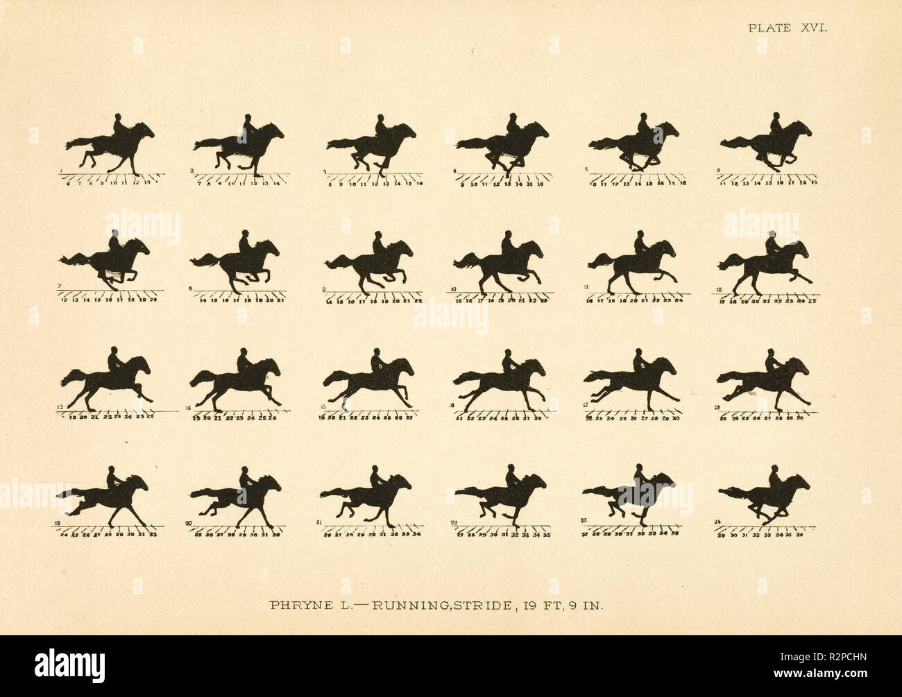 La disposizione delle telecamere per prendere le illustrazioni dei ritmi, 1879, in J.D.B Stillman, il cavallo in movimento come mostrato dalla fotografia istantanea con uno studio sulla meccanica degli animali. Data: 1881-1882. Dimensioni: libro: 31,5 x 26 x 4,8 cm (12 3/8 x 10 1/4 x 1 7/8 in.). Medium: heliotype. Museo: National Gallery of Art di Washington DC. Autore: Eadweard Muybridge. Foto Stock