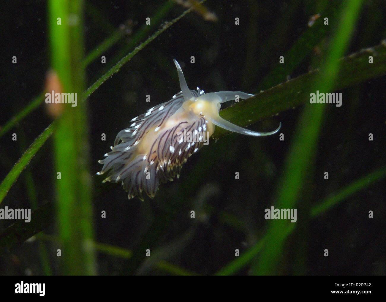 fadenschnecke Foto Stock