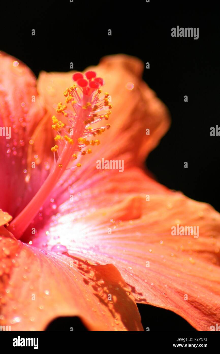 Macro roseneibischs cinese Foto Stock