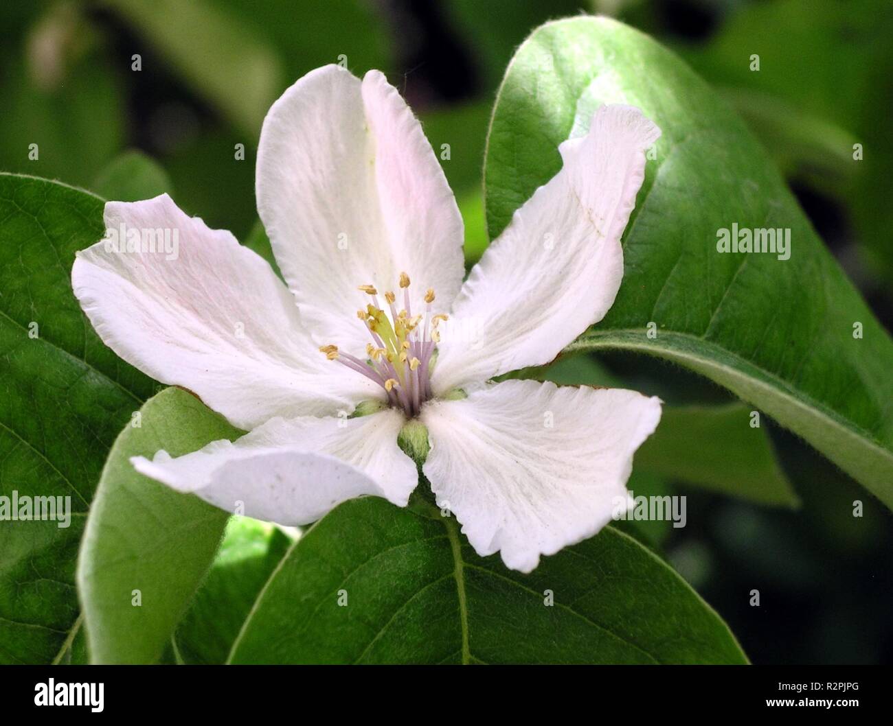 fiore di Melo cotogno Foto Stock