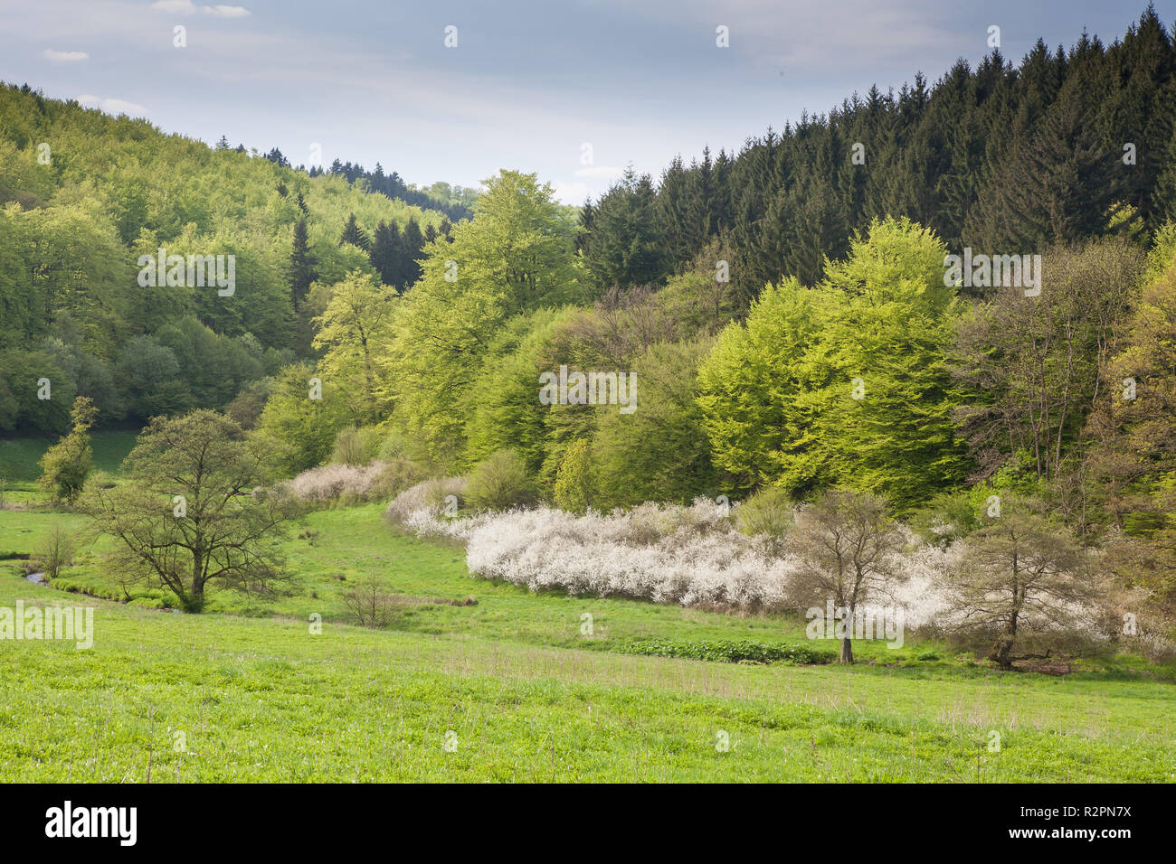 Wiesental con brook in primavera Foto Stock