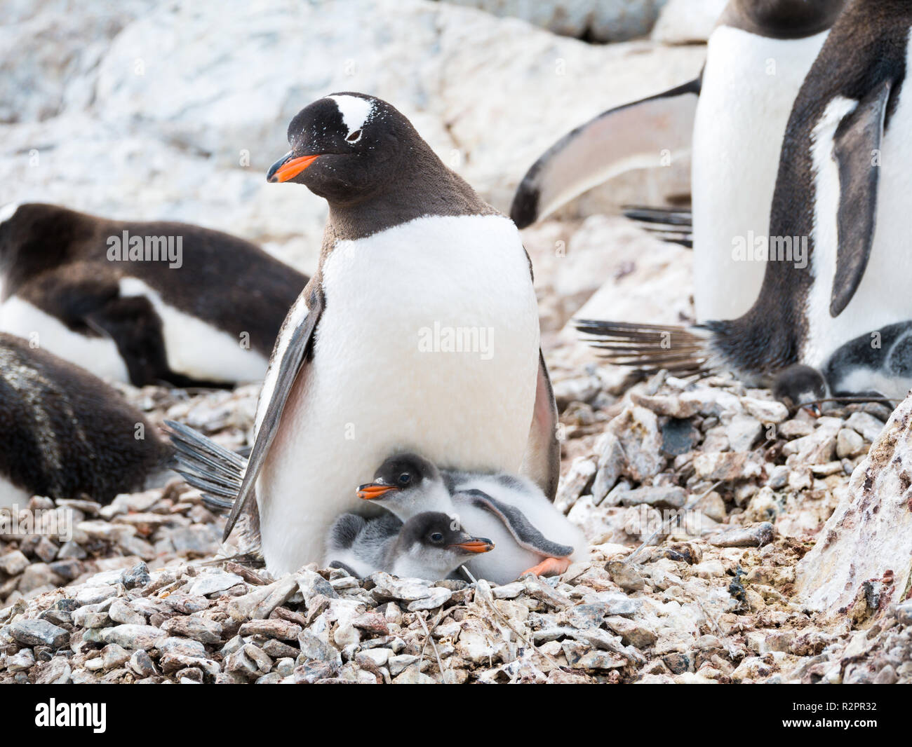Gentoo penguin Pygoscelis papua, madre con due pulcini in rookery sulle rocce del de Cuverville Island, sulla costa occidentale della penisola antartica, Antartide Foto Stock