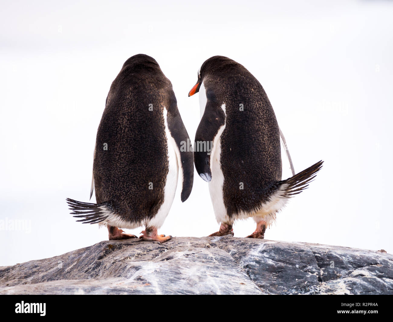 Vista posteriore della coppia di pinguini di Gentoo, Pygoscelis papua, in piedi sulla roccia, Mikkelsen Harbour, Trinità Isola, Penisola Antartica, Antartide Foto Stock