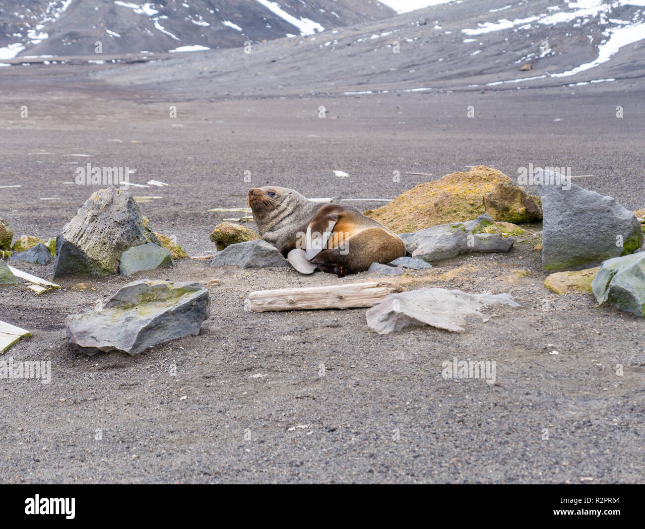 Antartico pelliccia sigillo, Arctocephalus gazella poggiante sulla spiaggia di sabbia nera di Whalers Bay, isola Deception, a sud le isole Shetland, Antartide Foto Stock