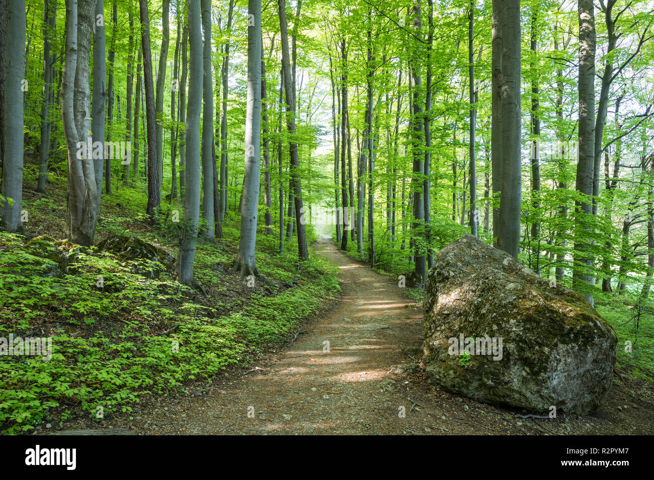 Il sentiero nel bosco di Vienna, vicino Peilstein Mountain, Austria Inferiore, Austria, Europa Foto Stock