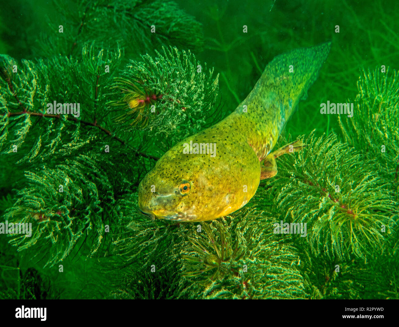 Bullfrog girino in un invaso ghiaia pit, Baden-Württemberg, Germania Foto Stock