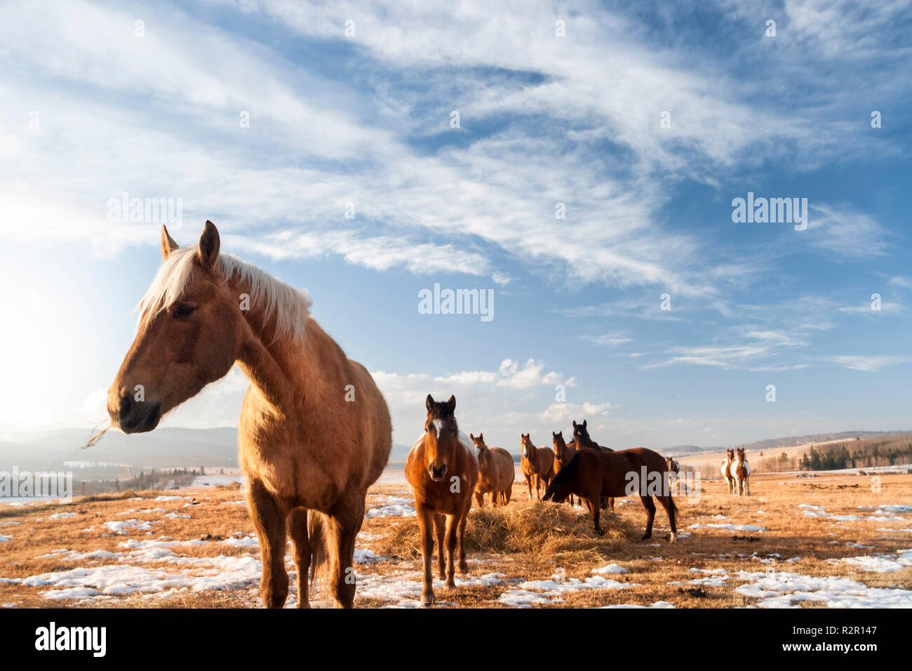 Allevamento di cavalli in inverno, ampio paesaggio di montagne rocciose pedemontana, Alberta, Canada, Foto Stock