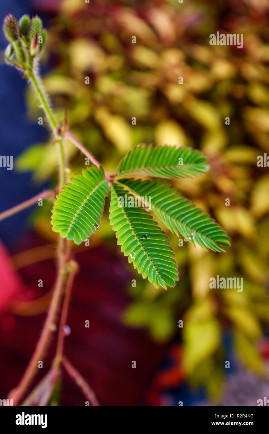 Primo piano sensibile di foglie di piante, foglie vicino al tatto Foto Stock