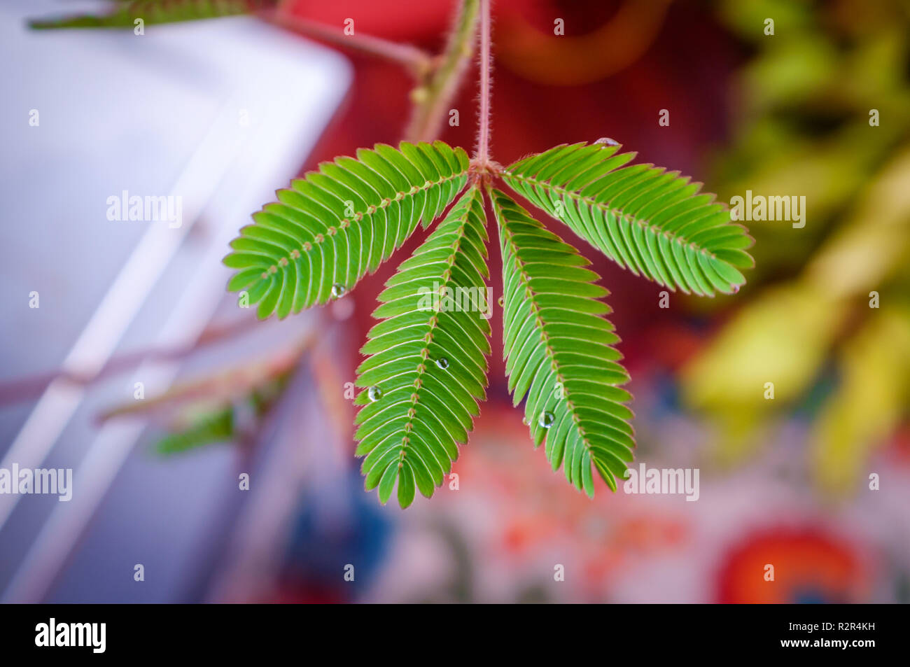 Primo piano sensibile di foglie di piante, foglie vicino al tatto Foto Stock