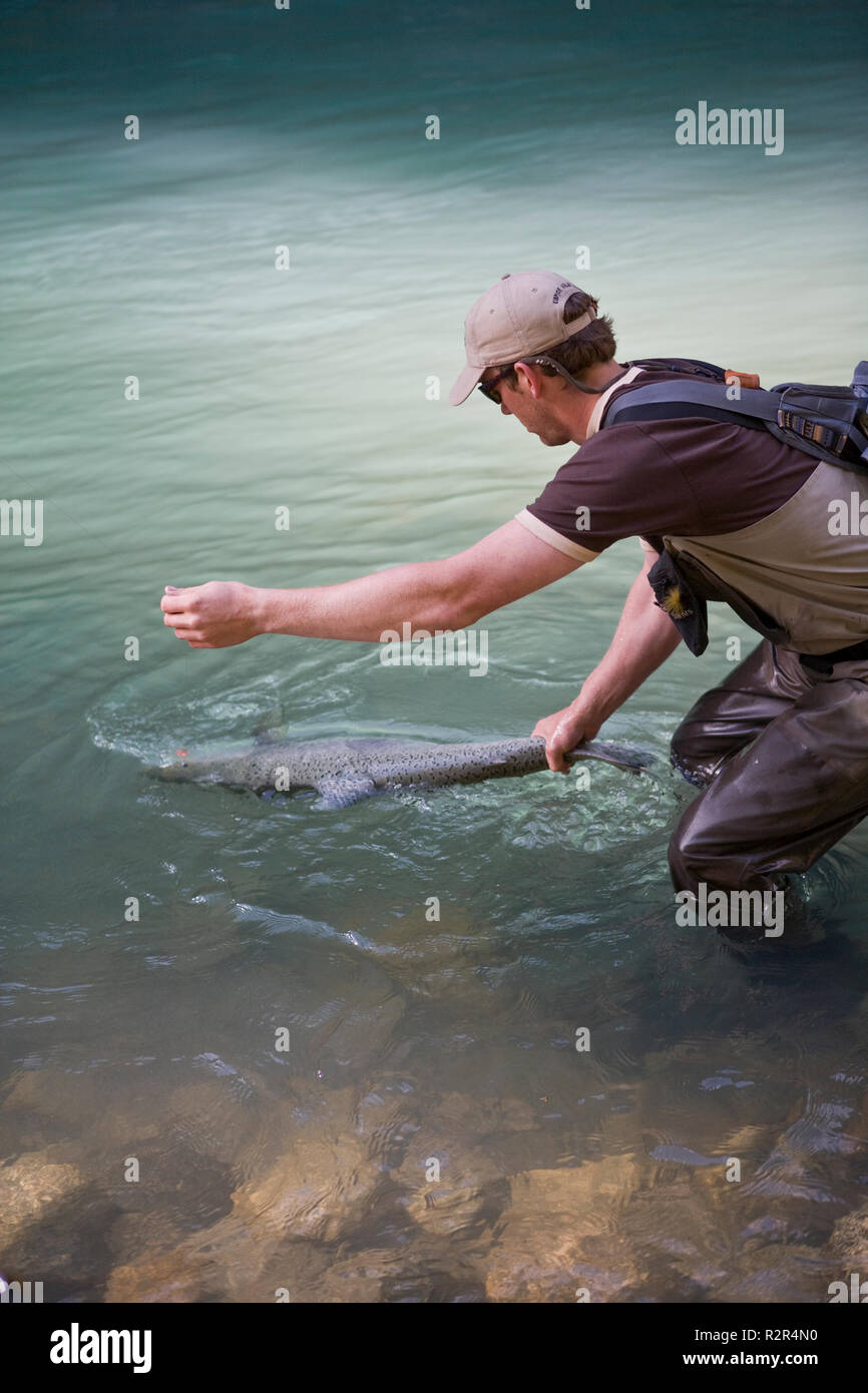 L'uomo tenendo in mano un grande pesce in acqua Foto Stock