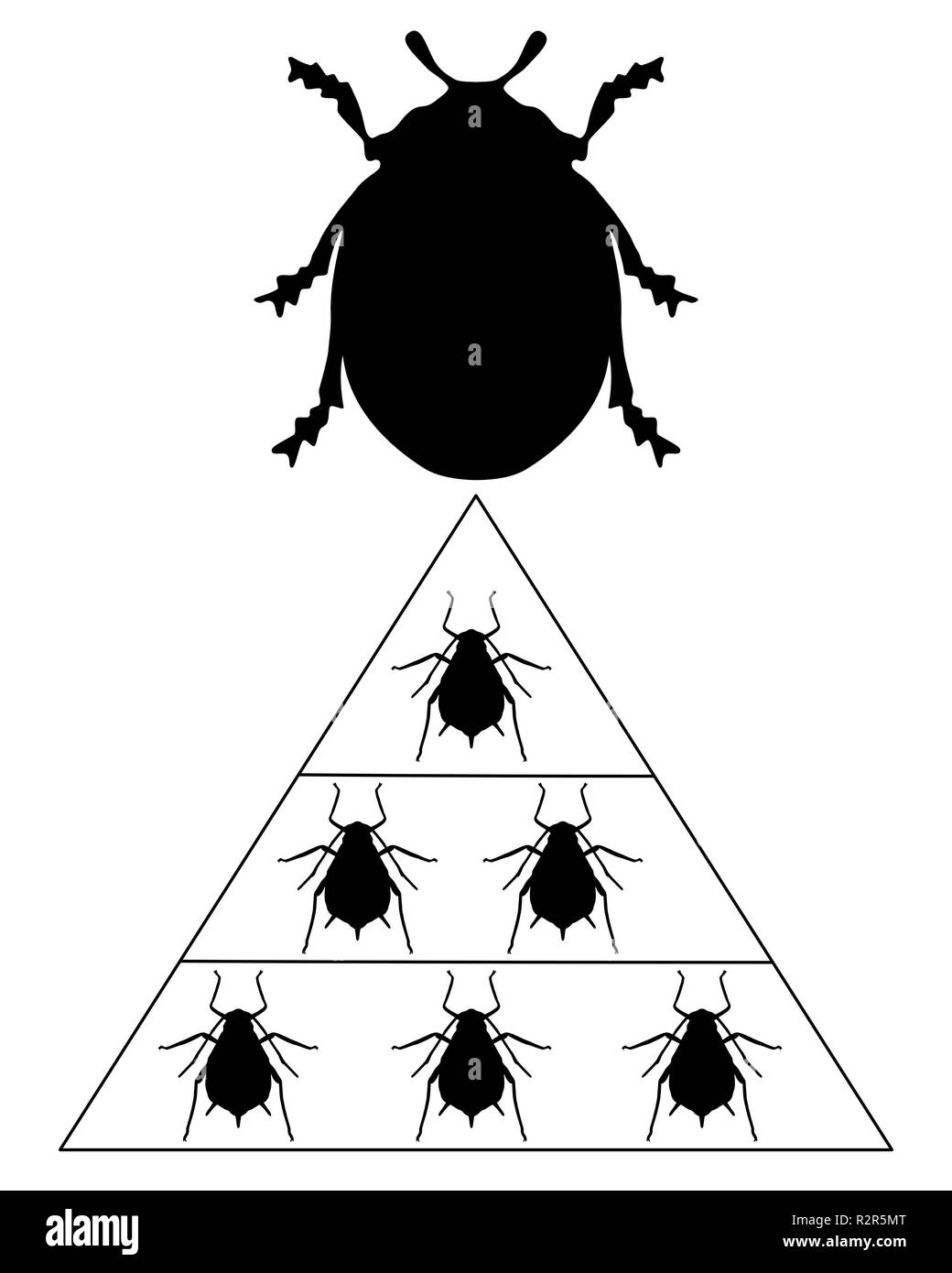 Ladybird piramide della dieta Foto Stock