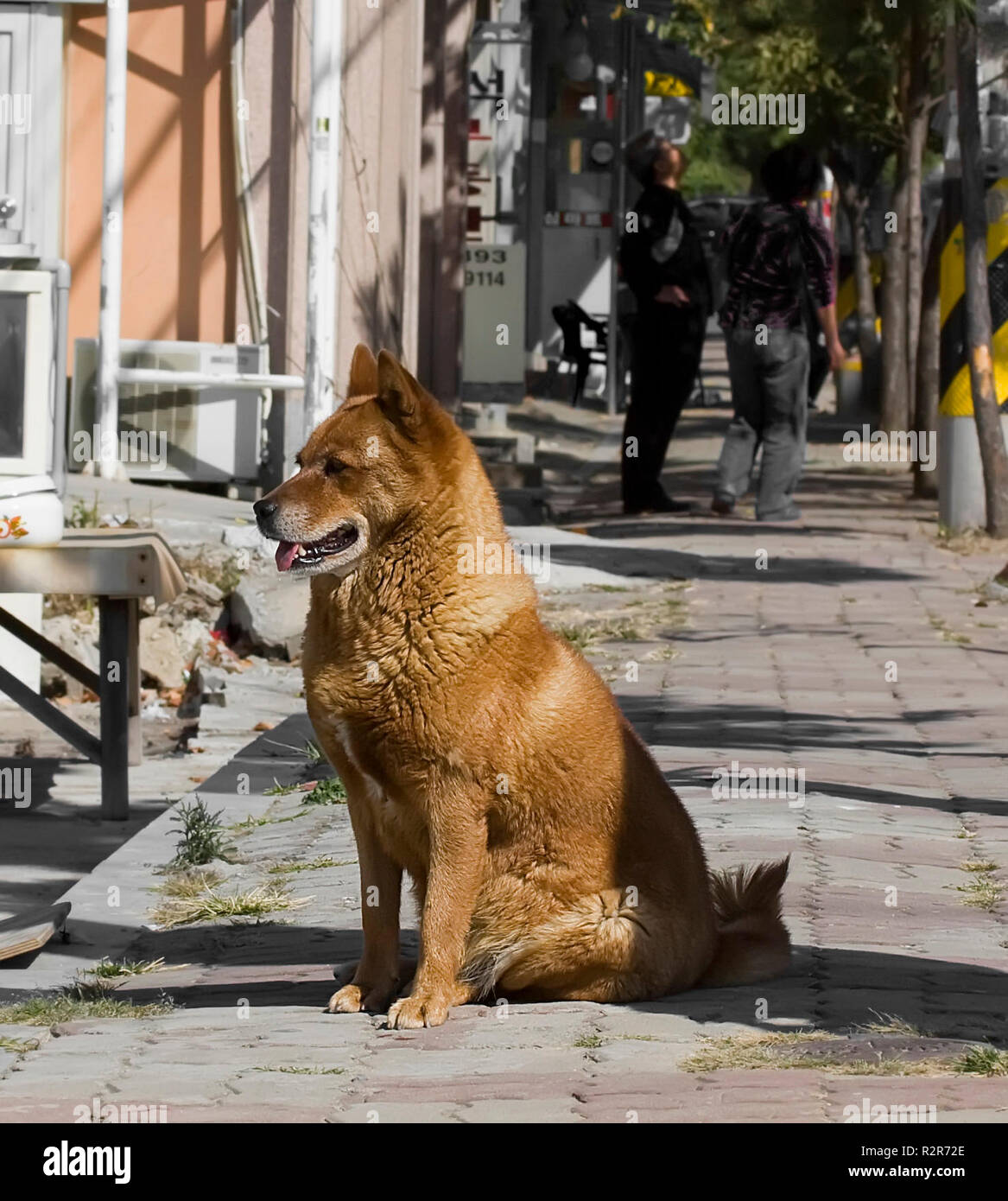 Jindo Foto Stock