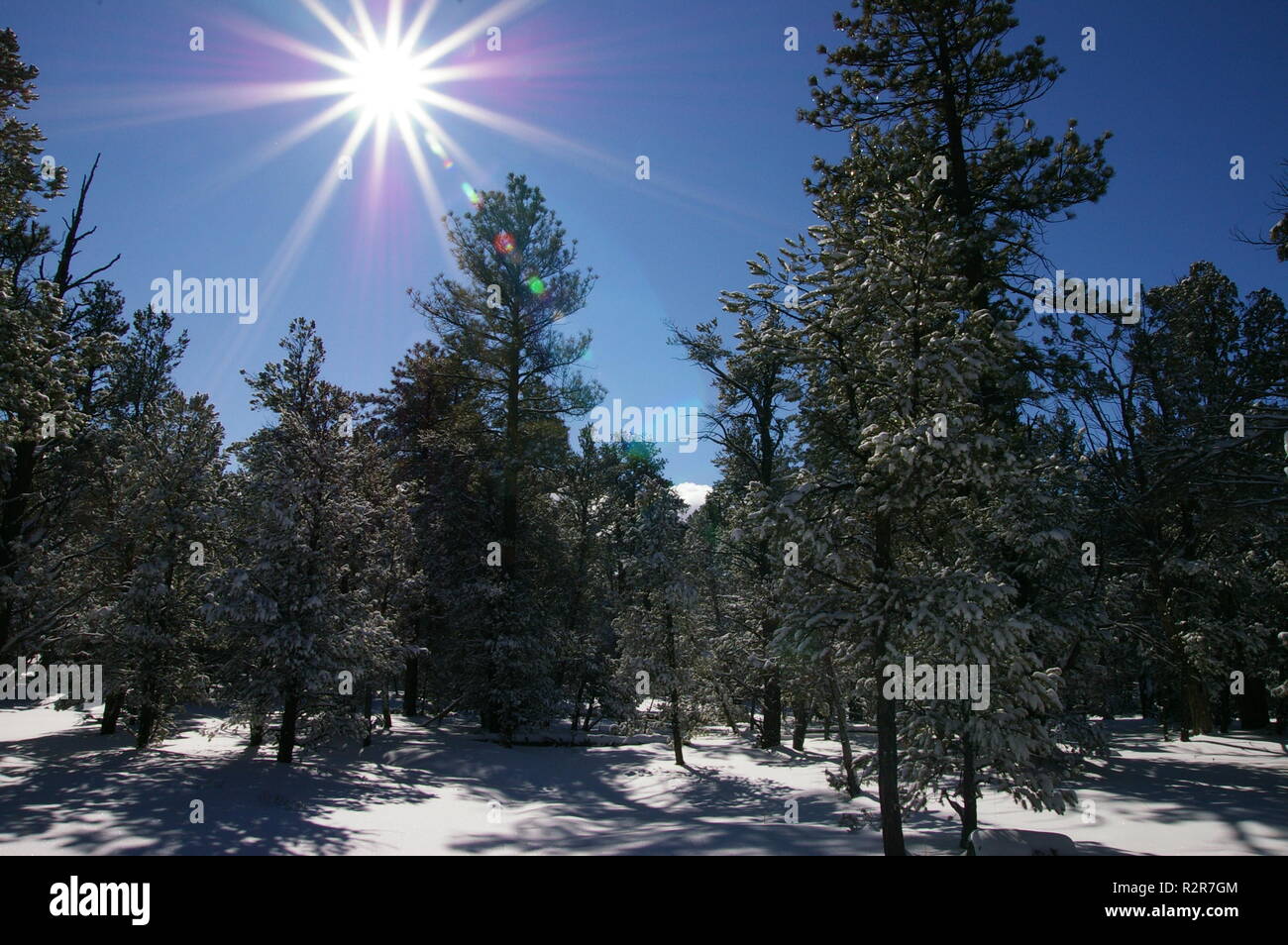 Orientamento orizzontale della scena invernale con pini di conifere e neve con burst di sole nel Parco Nazionale del Grand Canyon, Arizona Foto Stock