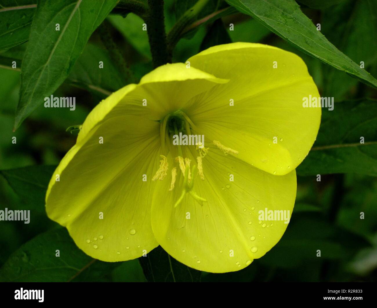 Evening Primerose fiore Foto Stock
