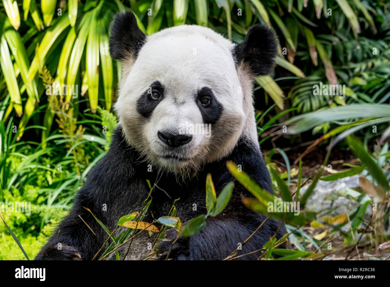 Un maschio grande panda munches sul bambù alla Zoo di Calgary in Canada Foto Stock