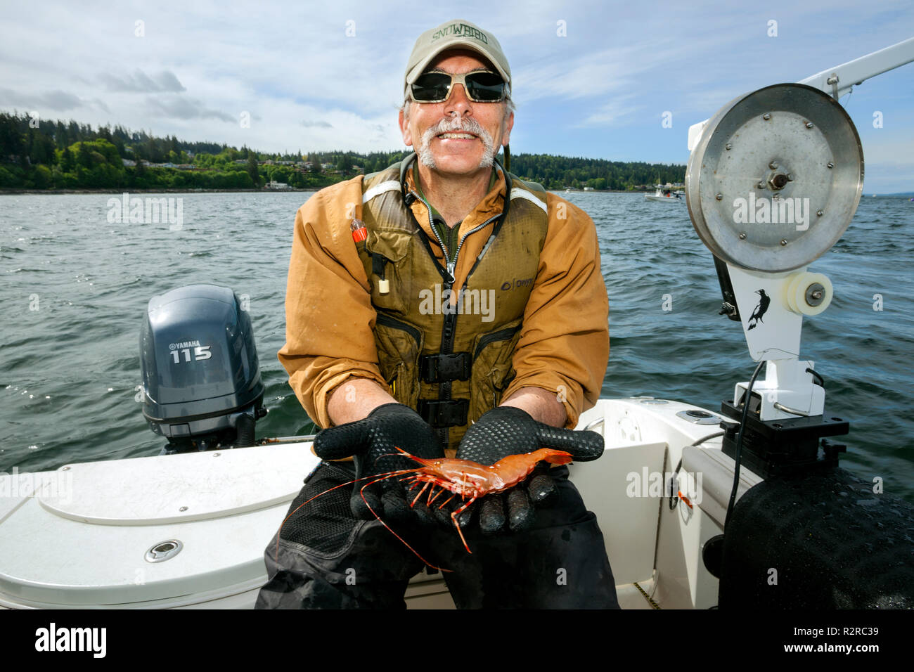 WA14634-00...WASAHINGTON - Phil Russell con uno dei gamberetti catturati nel Puget Sound vicino alla città di Edmonds. Signor# R8 Foto Stock