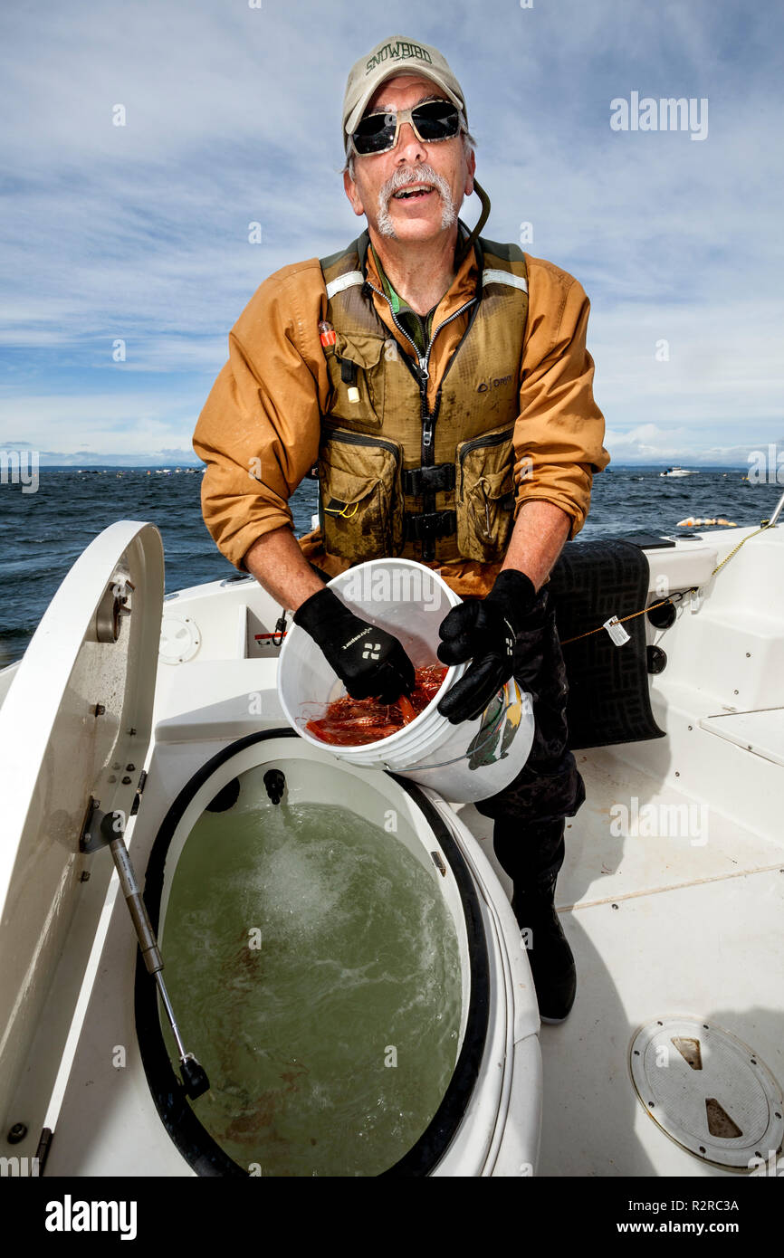WA14635-00...WASAHINGTON - Phil Russell di conteggio e ponendo i gamberi in un live ben catturati nel Puget Sound vicino alla città di Edmonds. Signor# R8 Foto Stock