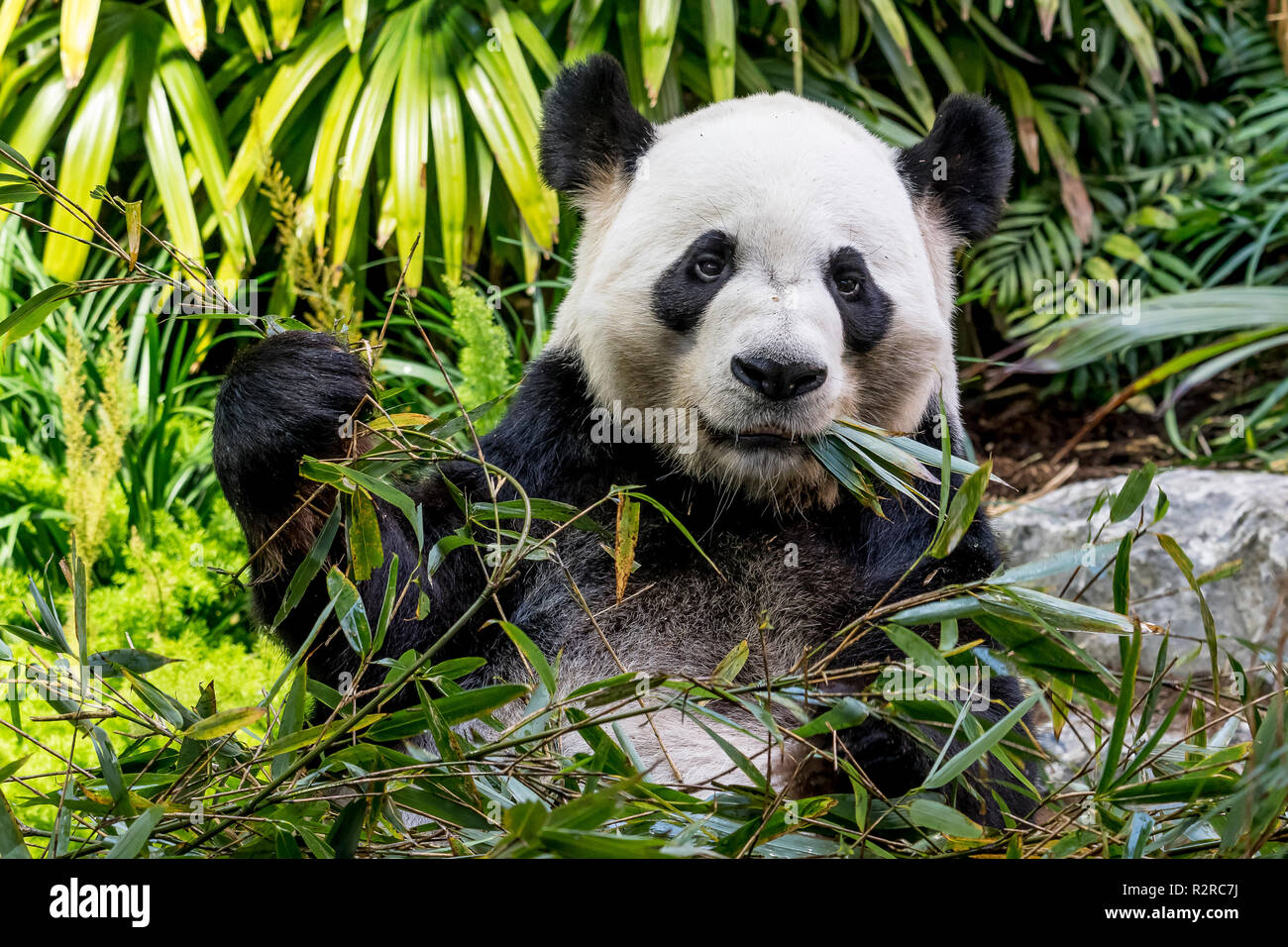 Un maschio grande panda munches sul bambù alla Zoo di Calgary in Canada Foto Stock