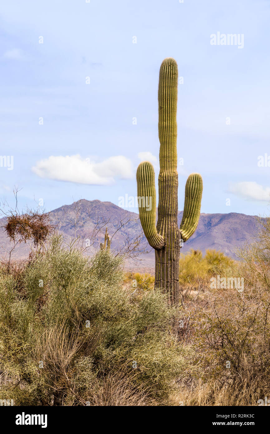 Sostenuta dalle montagne a est di Phoenix, Arizona, un alto cactus Saguaro con bracci cresce nella panoramica il paesaggio del deserto. Foto Stock