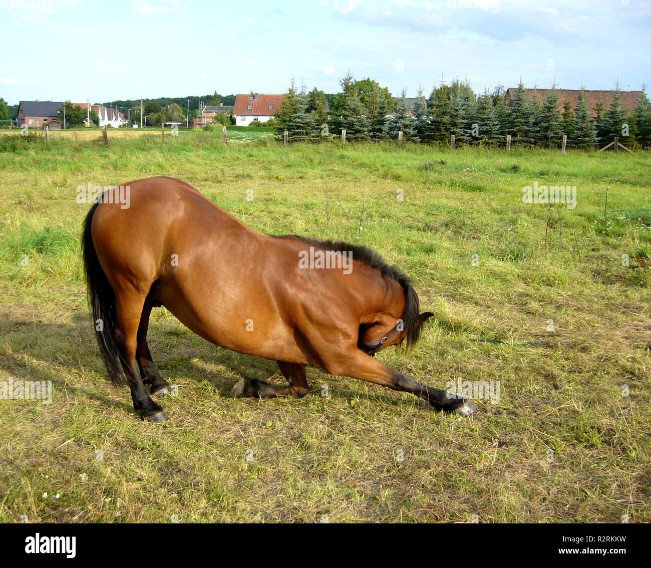 Lezione di circo cavallo Foto Stock