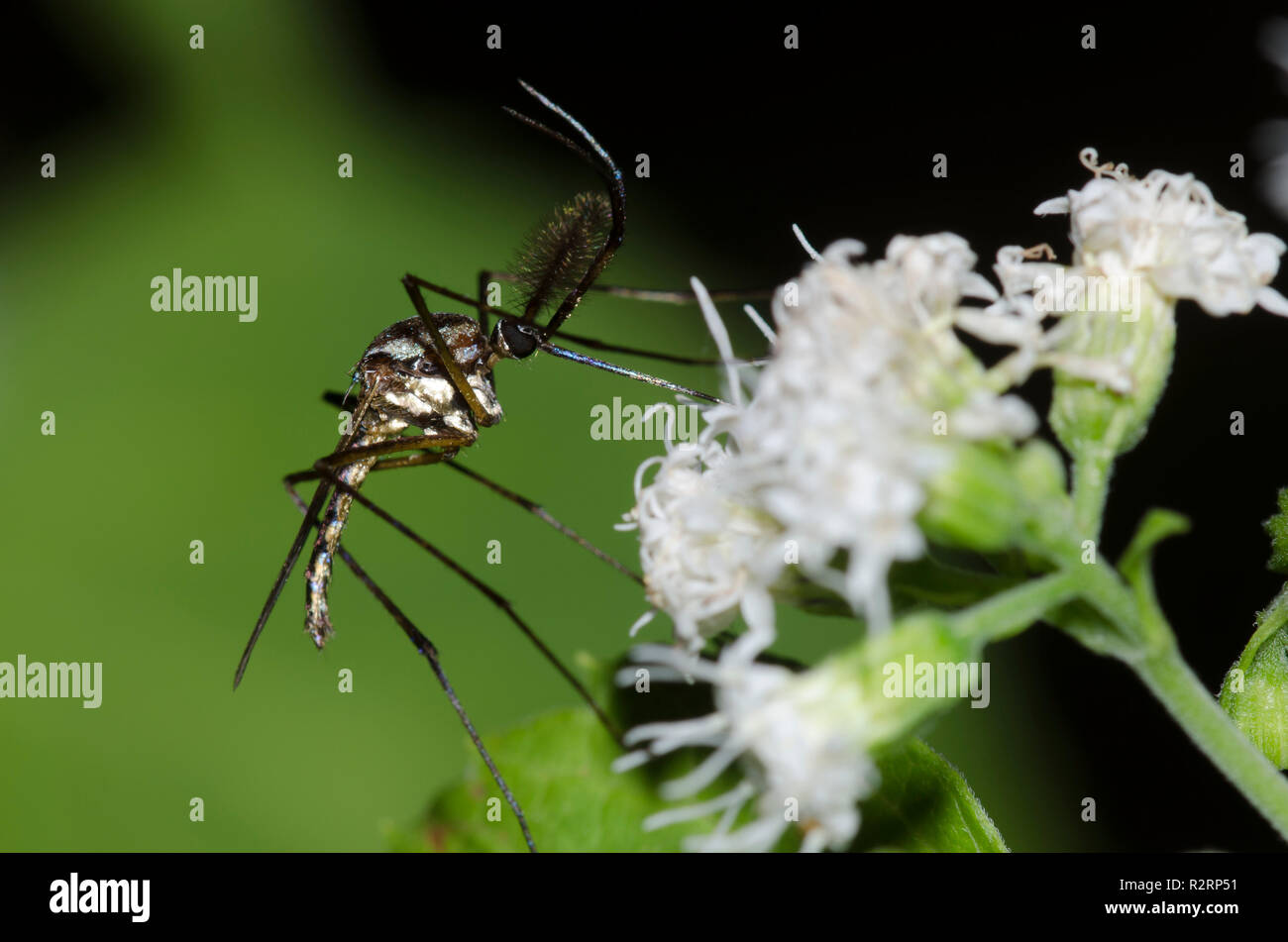 Elephant zanzara, Toxorhynchites rutilus, maschio raccogliendo il nettare da bianco snakeroot, Ageratina altissima Foto Stock