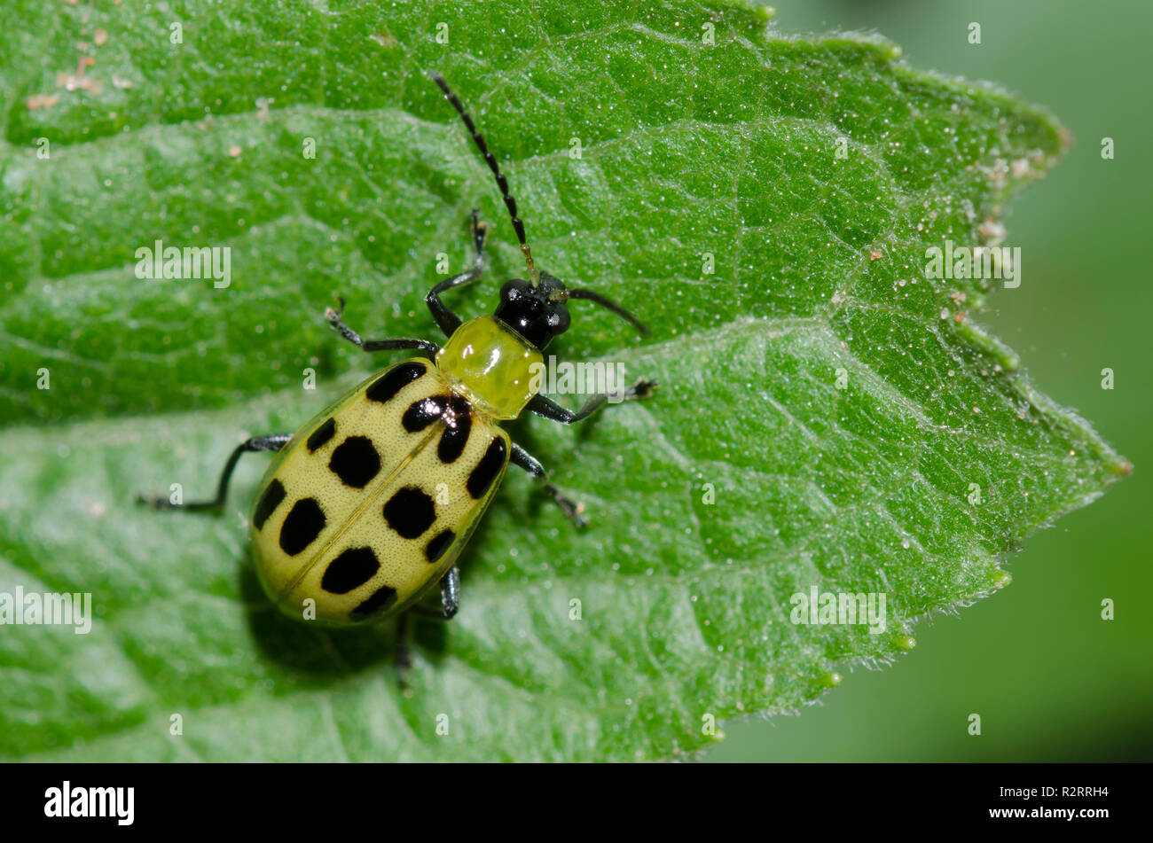 Macchiato il cetriolo Beetle, Diabrotica undecimpunctata Foto Stock