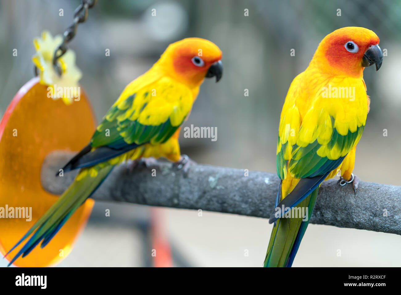 Lovebird pappagalli seduti insieme. Questo uccelli vive nella foresta e addomesticati per animali domestici Foto Stock