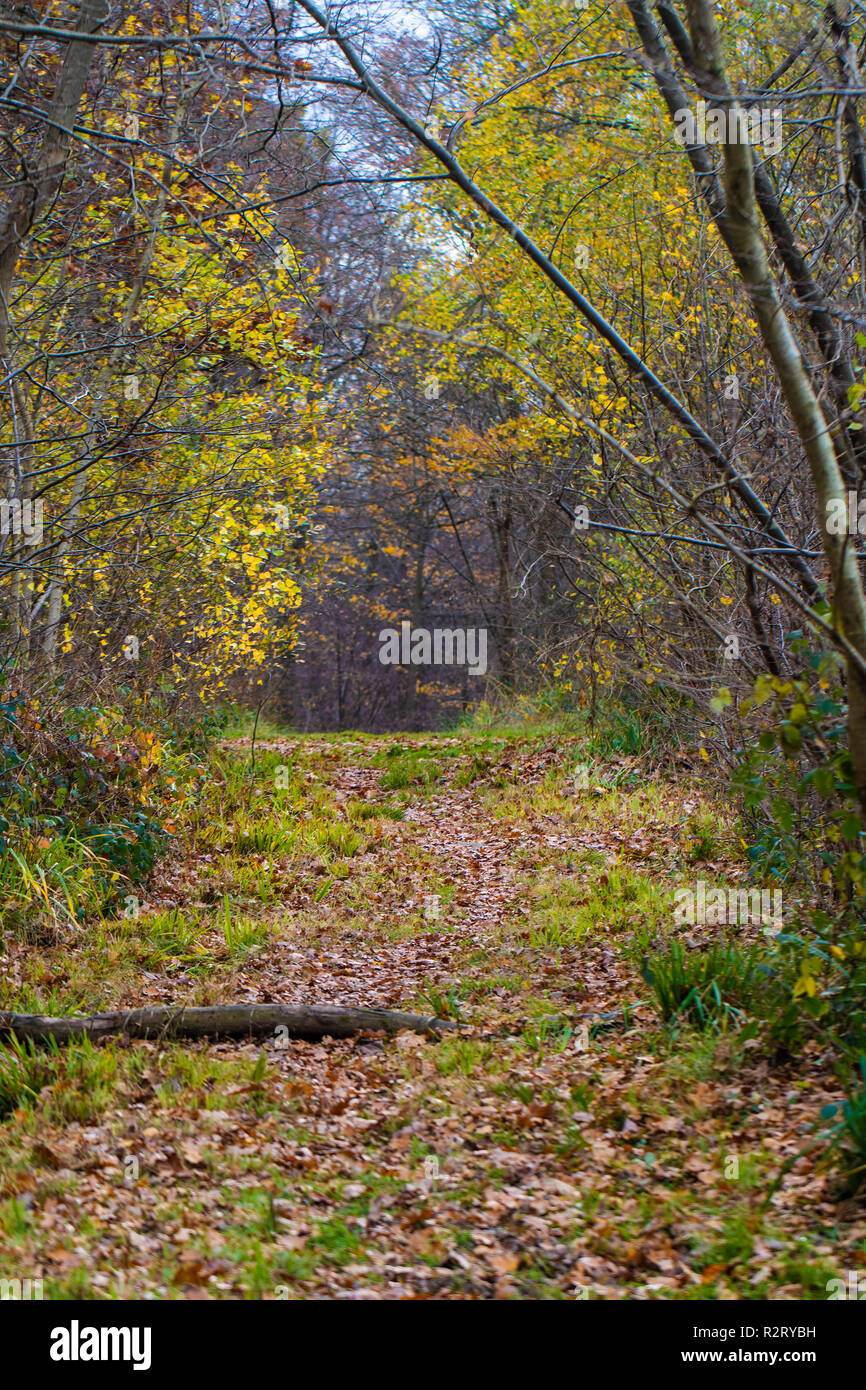 Un sentiero in legno di Webbs in Brinkworth, Wiltshire in autunno Foto Stock