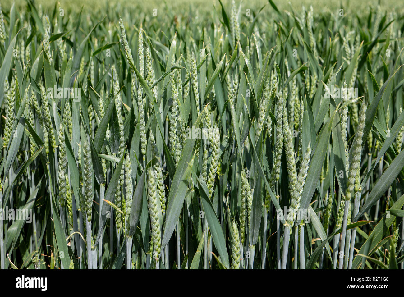 In prossimità del grano che cresce in un campo di fattoria nelle zone rurali a Canterbury, Nuova Zelanda Foto Stock