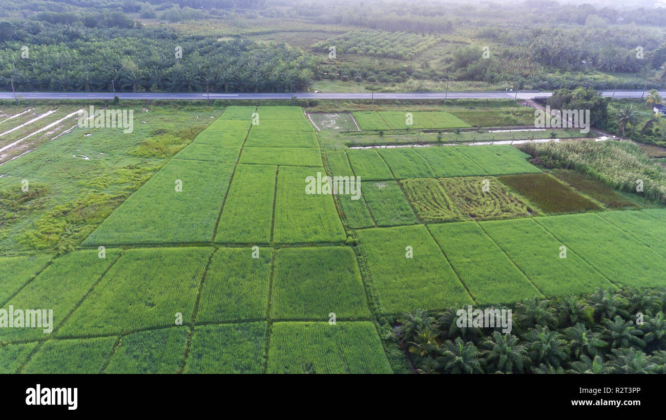 Vista aerea del campo di riso in provincia Tang, sud della Thailandia Foto Stock