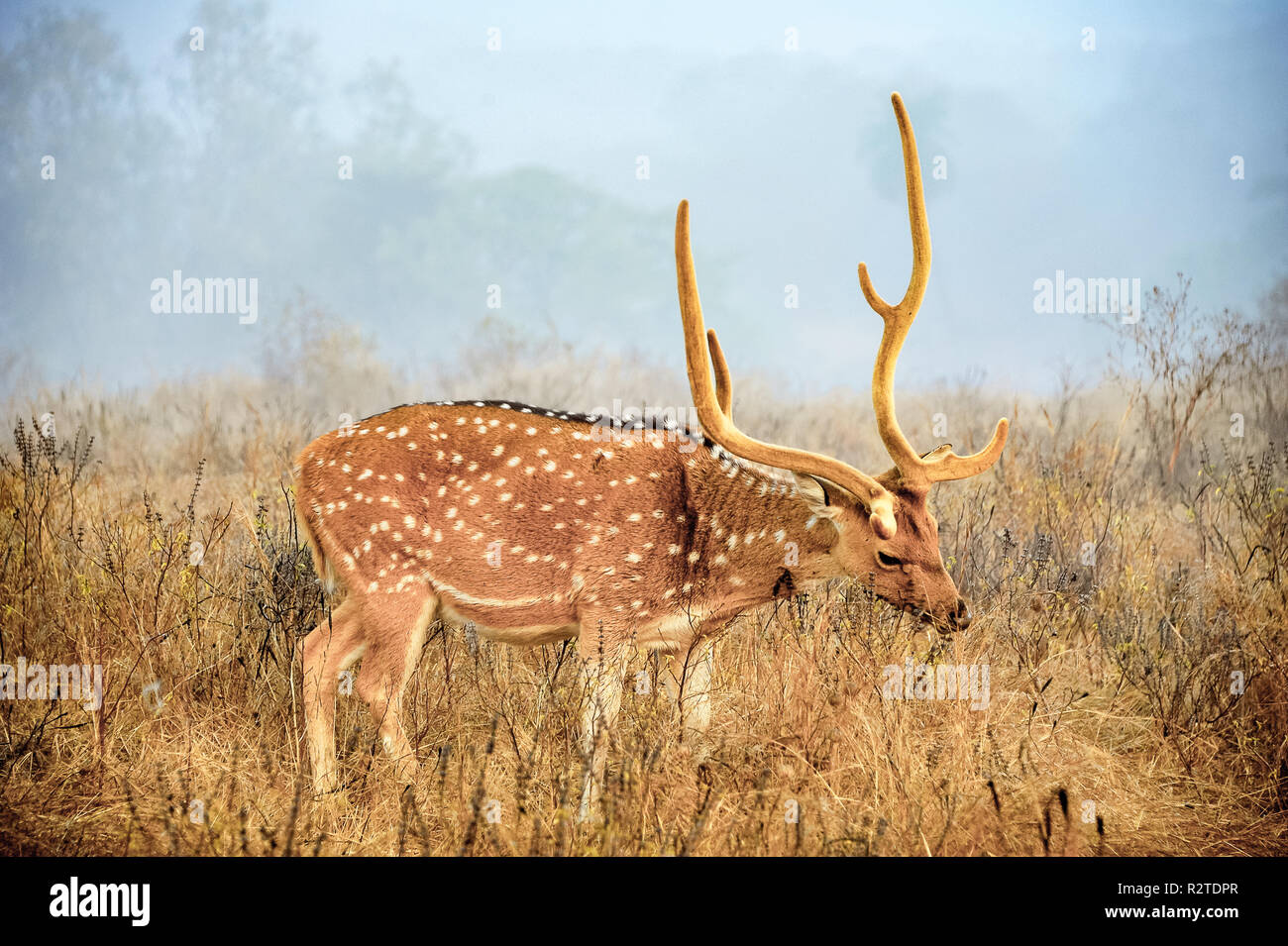 Giovane maschio Cheetal (noto anche come macchiati o asse) cervi in mattinata nebbie - Parco nazionale di Ranthambore. Foto Stock