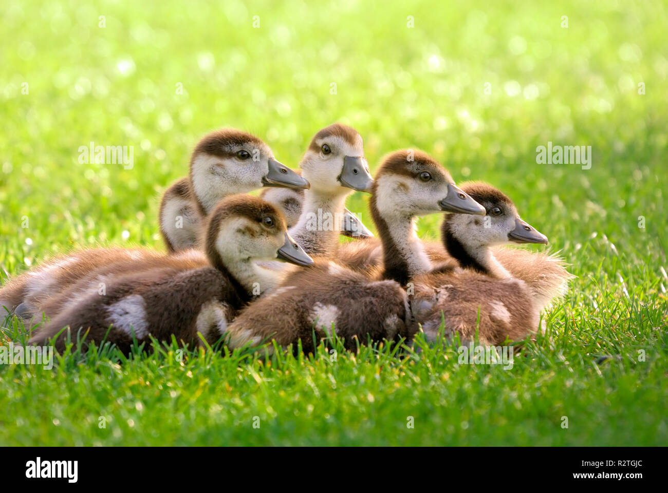 Rannicchiò sette goslings Foto Stock