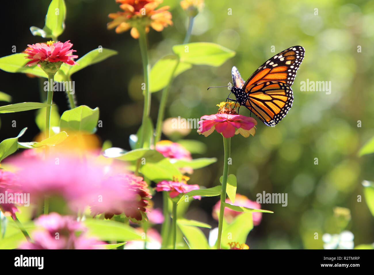 Farfalla monarca, Danaus Plexippus alimentazione su un fiore rosa Foto Stock