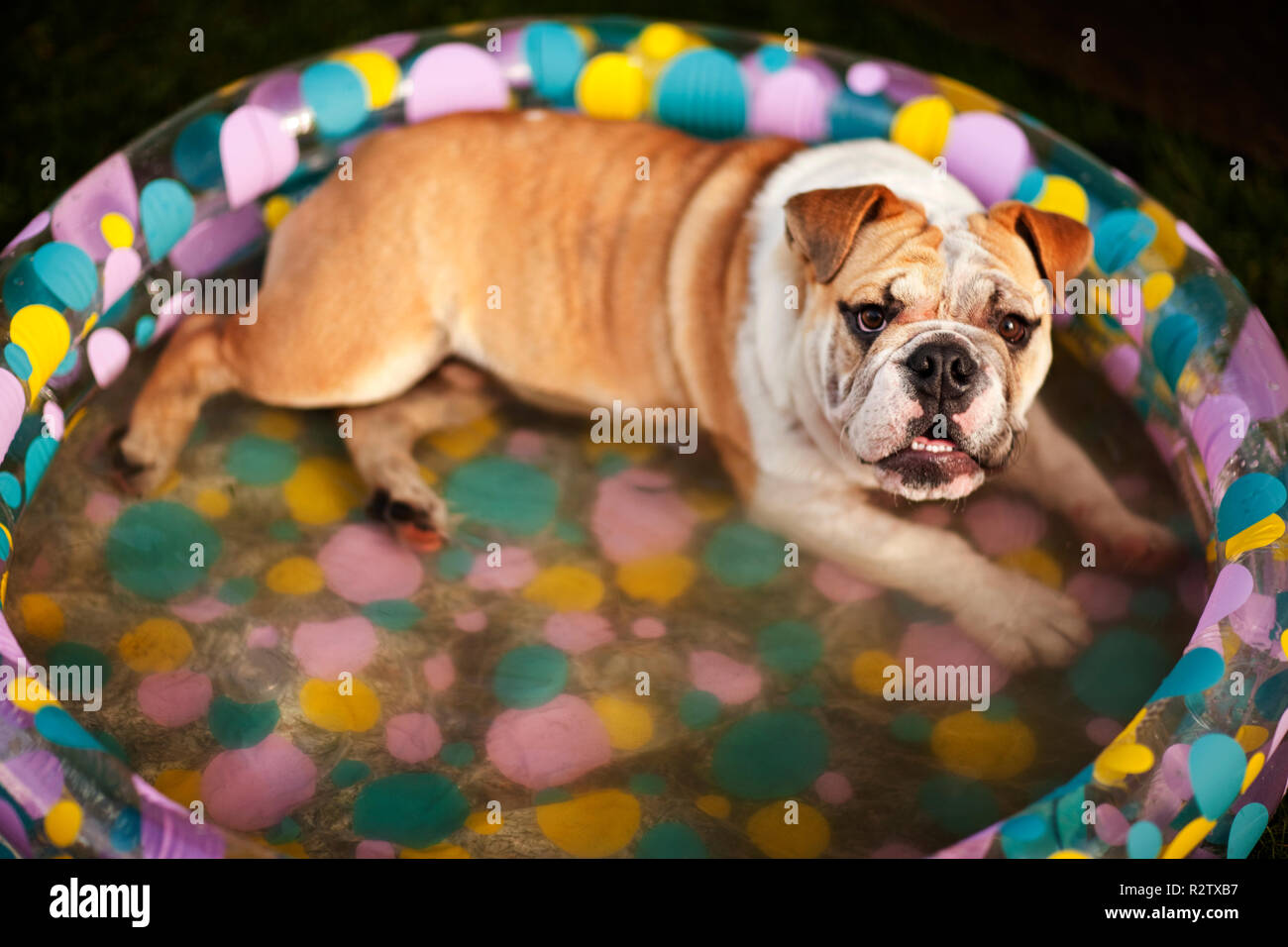 Cane aventi un bagno in una piscina per bambini. Foto Stock