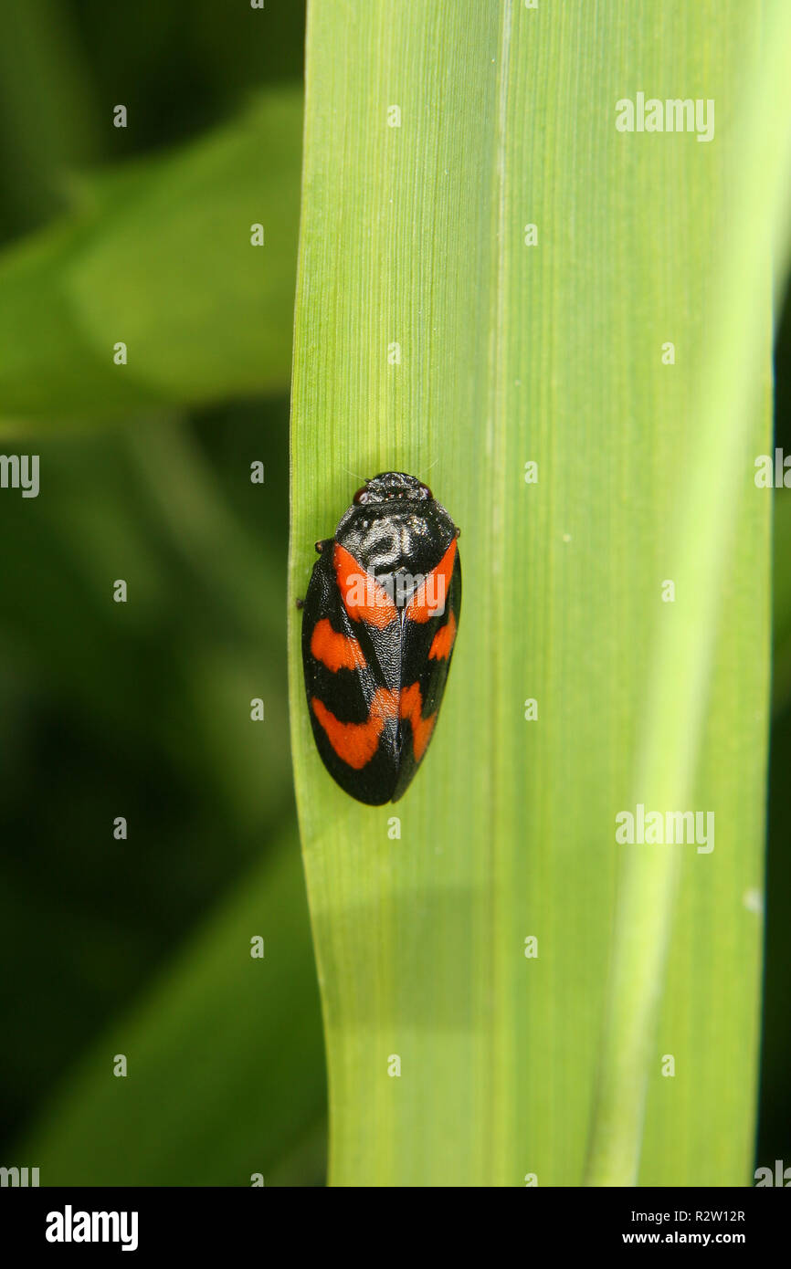 Froghopper (cercopis vulnerata) Foto Stock