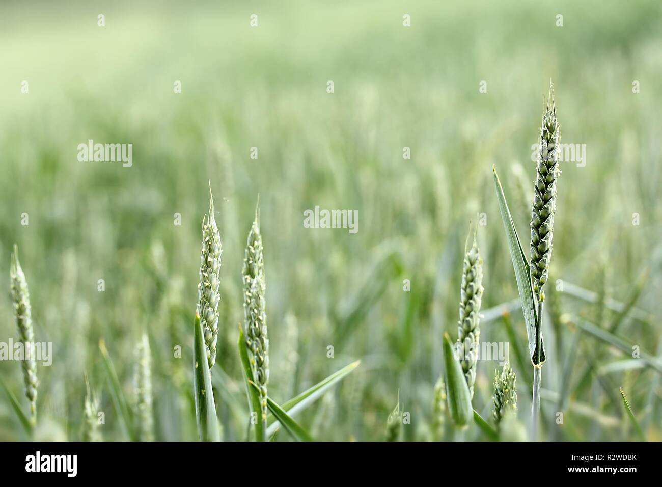 Grano verde Foto Stock