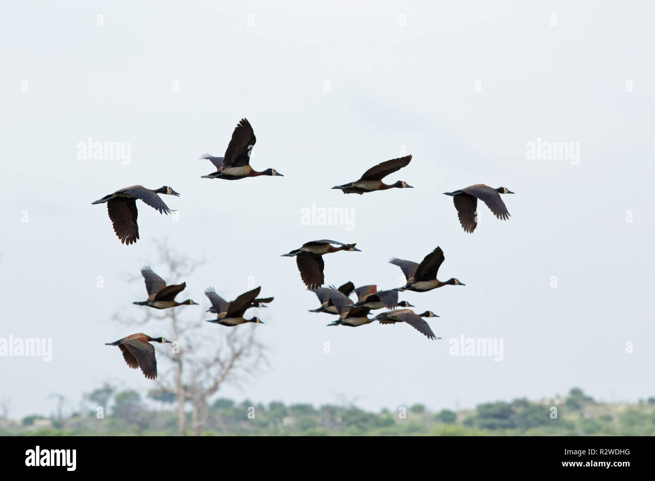 Di fronte bianco-sibili anatre (Dendrocygna viduata). Volare. Trovato in gran parte dell'Africa a sud del Sahara, compreso il Madagascar. Tropicali anche in Sud America.​ Foto Stock