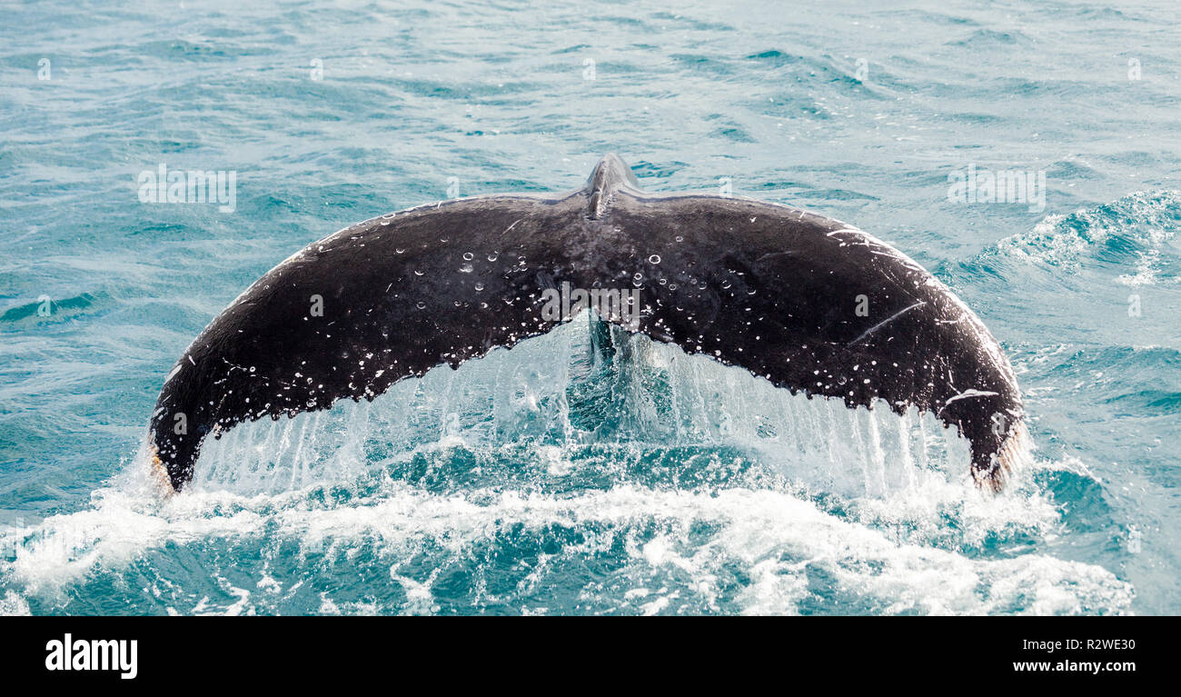 Hervey Bay è famosa per le sue crociere di balena. Si tratta di un Humpback Whale Foto Stock