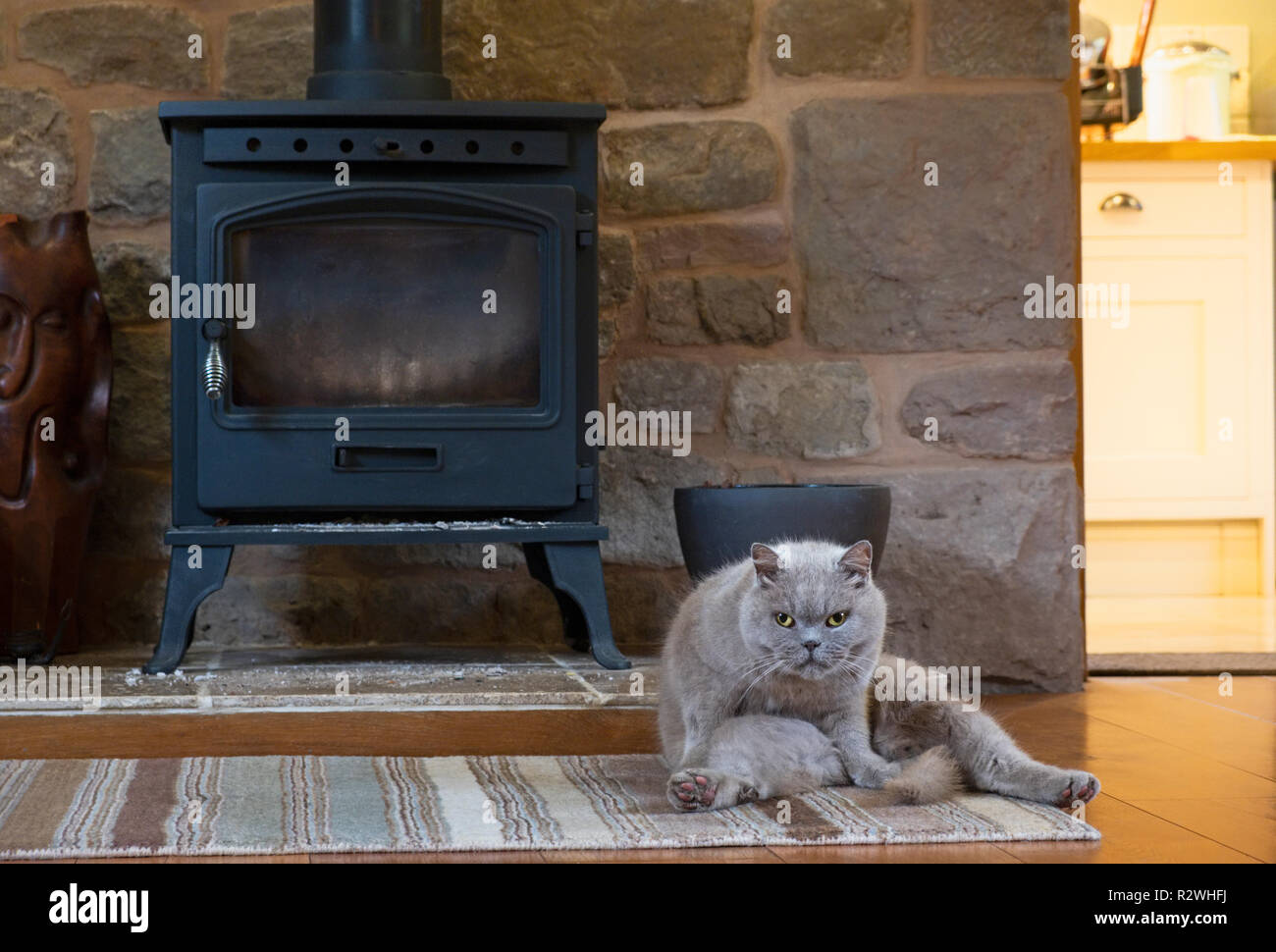 Un Britannico gatto blu che giace di fronte a woodburning stufa. Foto Stock