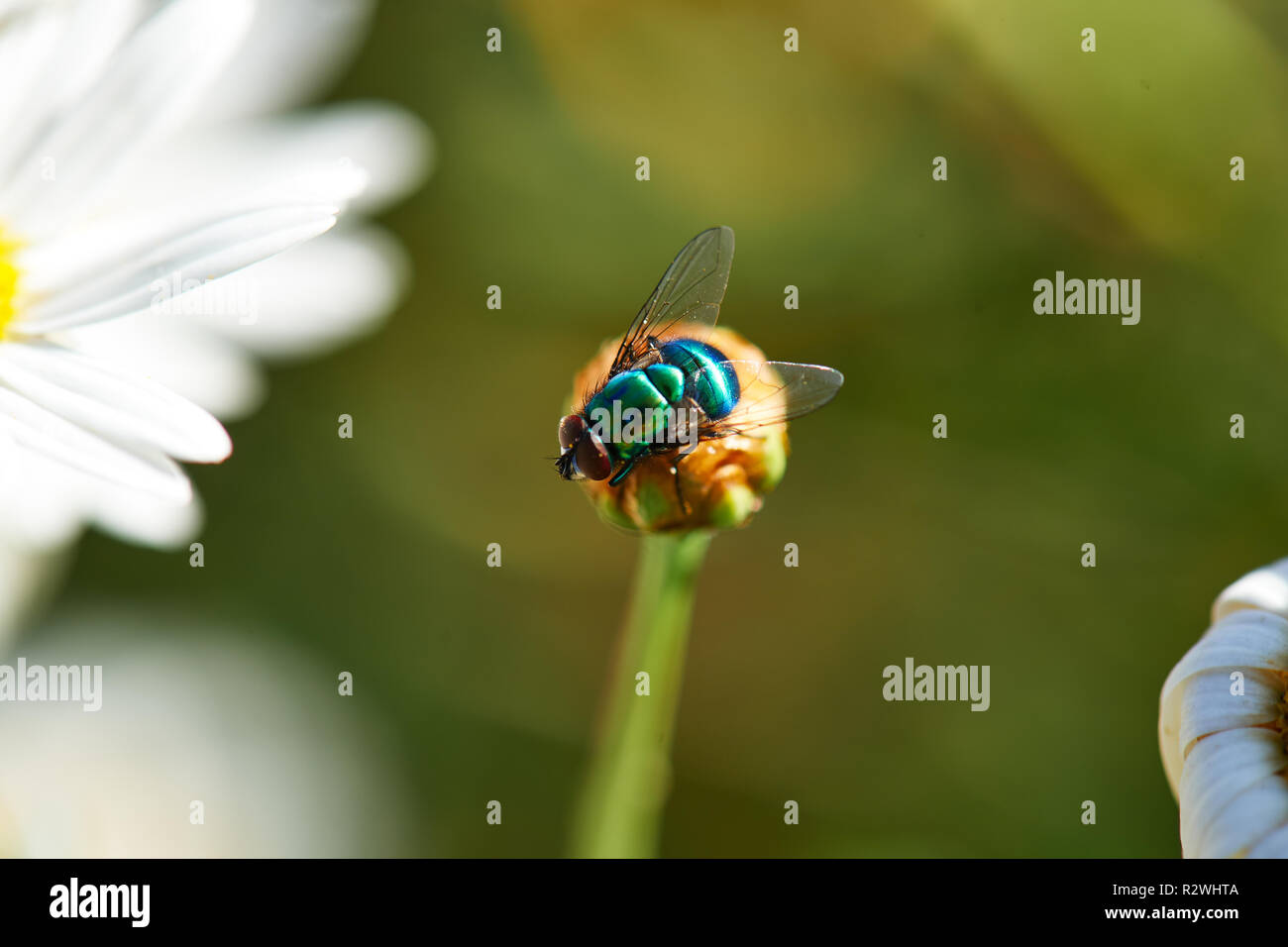 Bottiglia blu volare sul fiore di pioggia Foto Stock