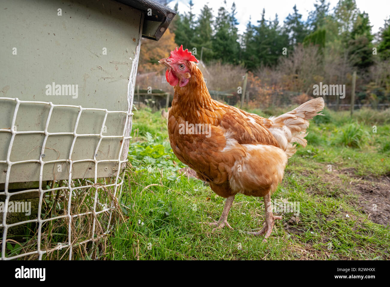 Batteria in pensione hen godendo l'aria fresca nella sua nuova casa. Foto Stock