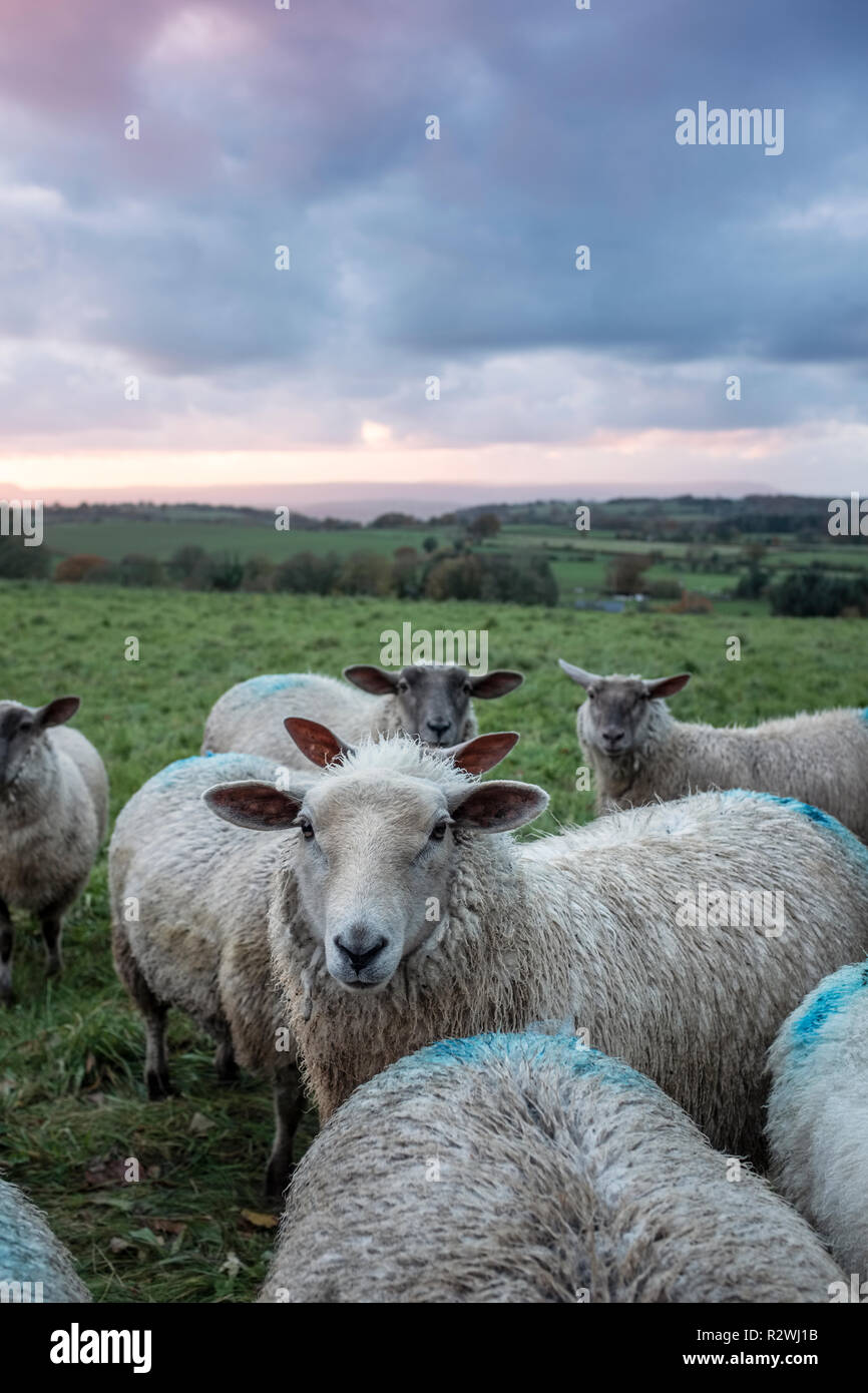 Erba di ovini alimentati in un campo di Monmouthshire, Galles del Sud. Foto Stock