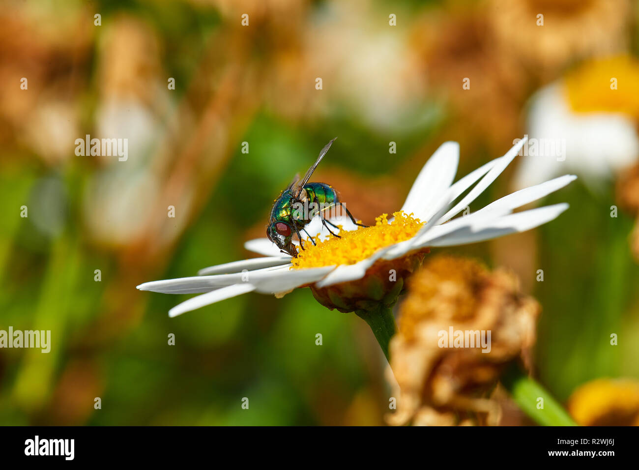 Bottiglia blu volare sul fiore di pioggia Foto Stock