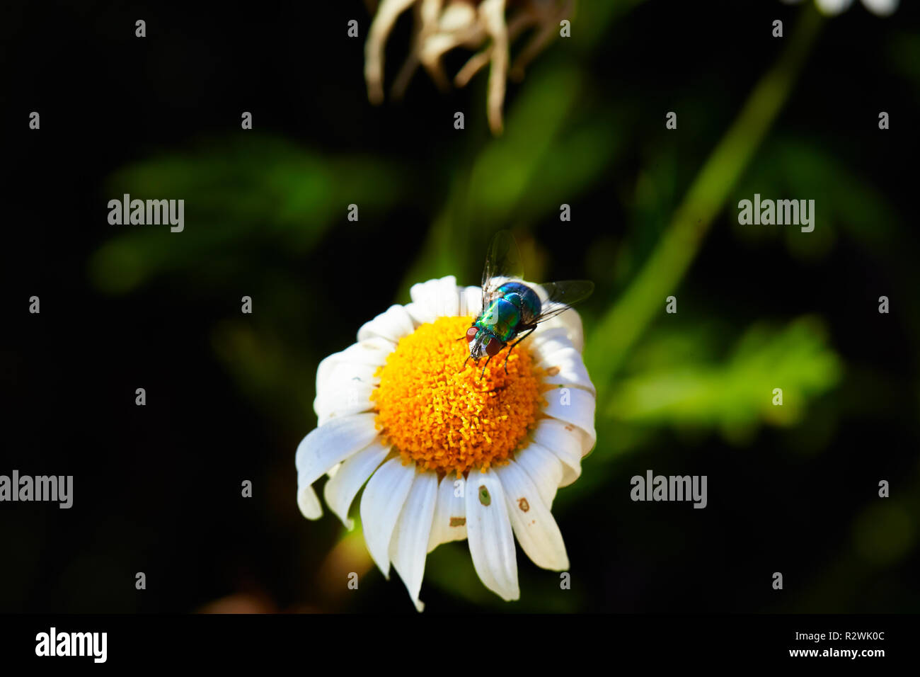 Bottiglia blu volare sul fiore di pioggia Foto Stock