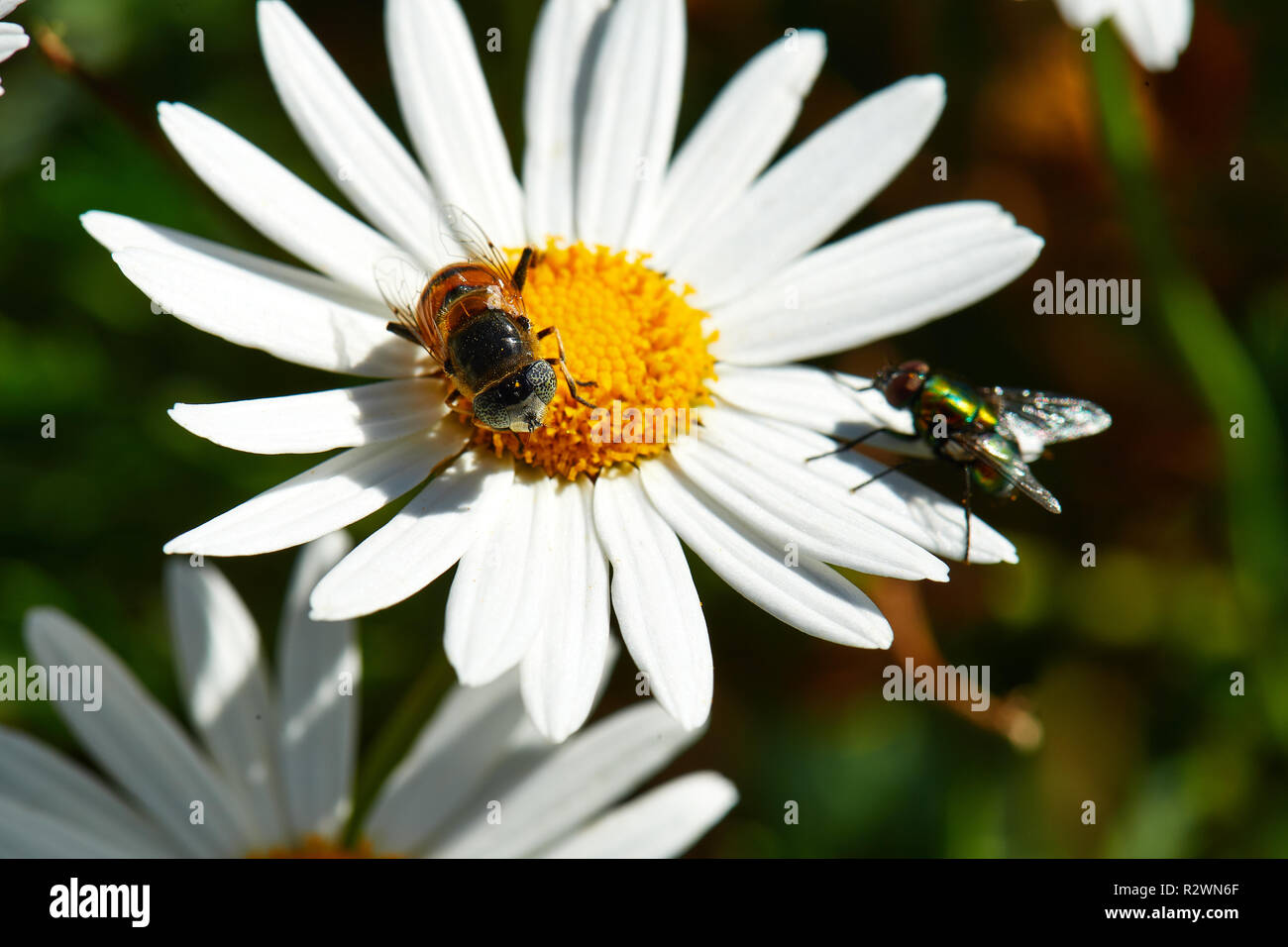 Ape e volare su Bietou bianco Foto Stock