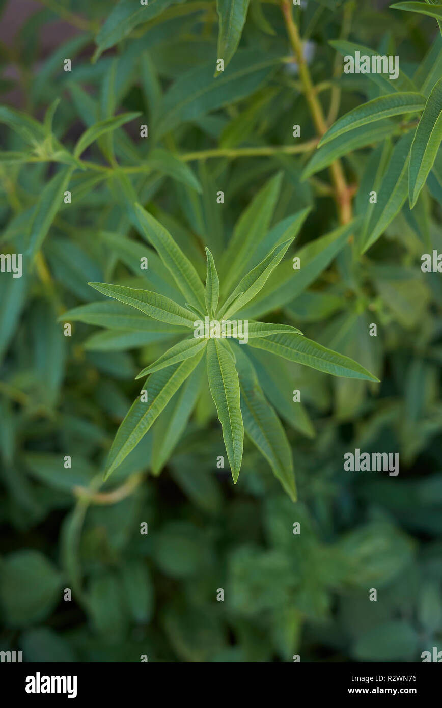 Aloysia citrodora Foto Stock