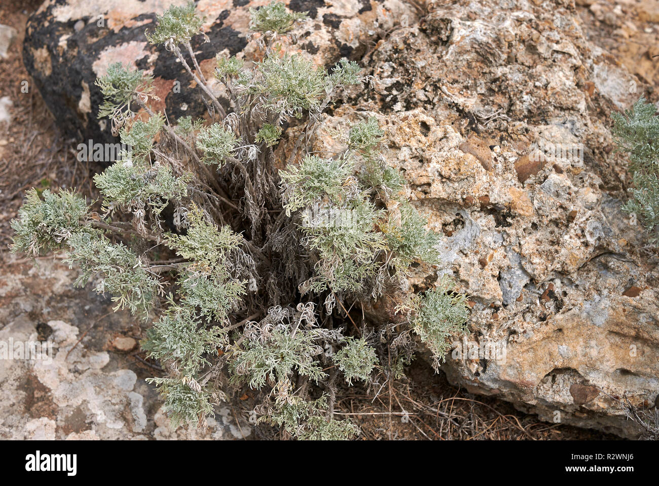 Artemisia arborescens piante in Sicilia Foto Stock
