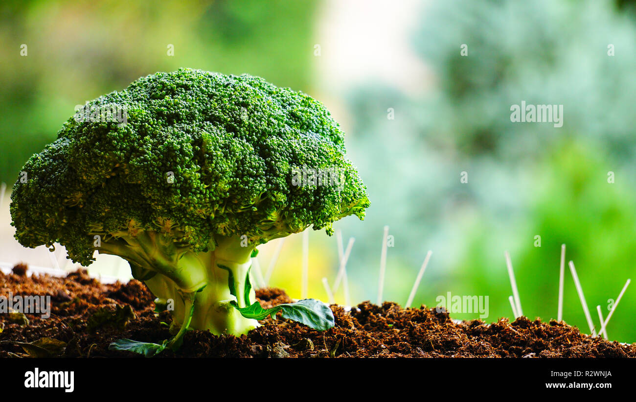 Struttura di broccoli in campo. Foto Stock