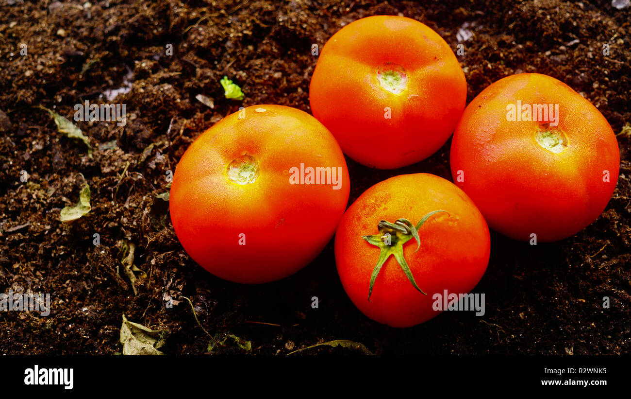 Pomodori freschi nel campo. Foto Stock