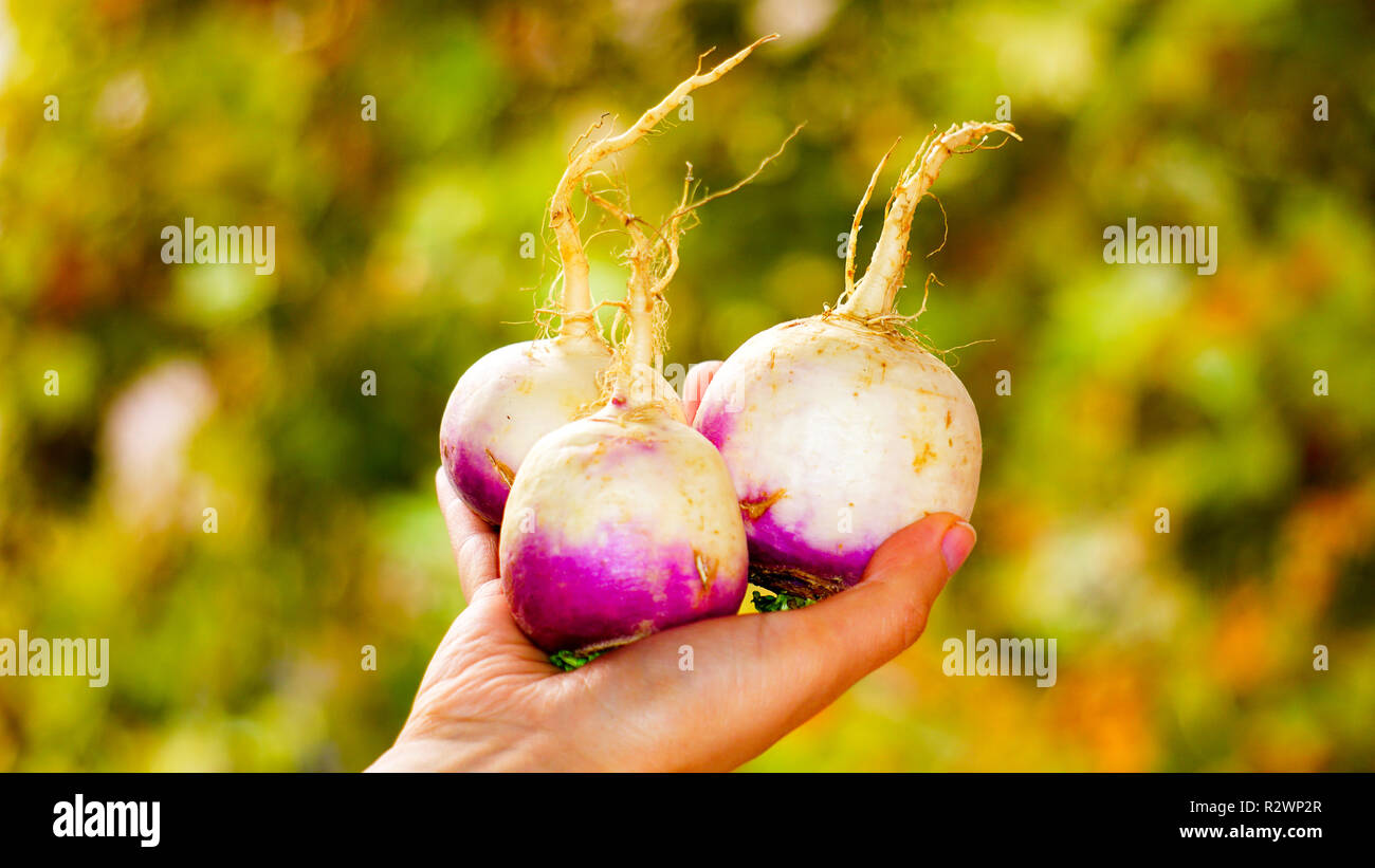 Organici rape fresche nelle mani. Foto Stock